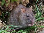 Rat brun (rat d'égout)